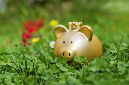 Golden piggy bank is hidden between green clover on a meadow.の写真素材