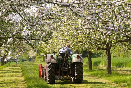 Tractor between flowering apple trees on a orchard meadow.の写真素材