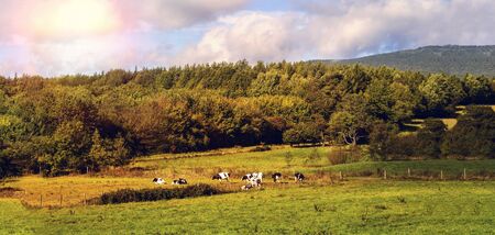 Landscape in a low mountain range with cow pasture in the evening sunの写真素材