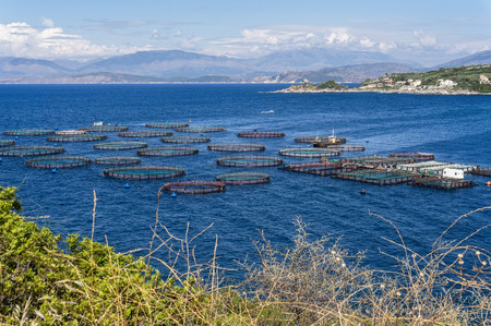Aquaculture in a bay on the Greek island of Corfuの写真素材
