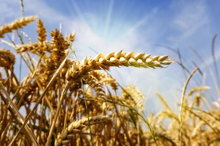 Wheat on a field in strong sunshineの写真素材