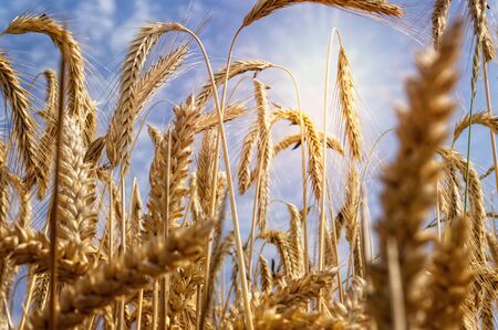Wheat on a field in strong sunshineの写真素材