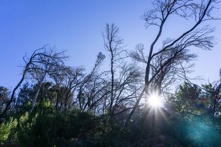 Fire damage from the Fire of the Year 2012 in the Garajonay National Park on the Canary Island of La...