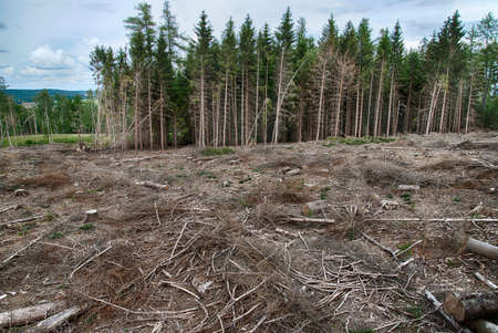 Clear-cut forest in Germanyの写真素材
