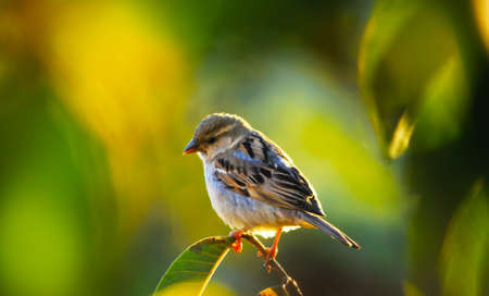 Littel Sparrow at Ootyの写真素材