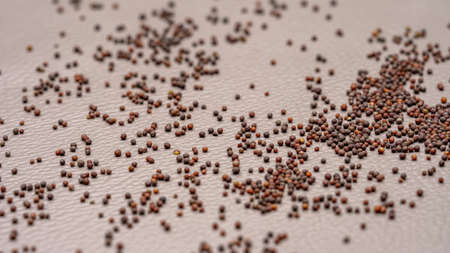 Close up of mustard seeds, Rai or brown mustard seeds in a small white plate on a dark surface in light Gothic colors.の写真素材