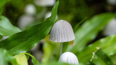 Small mushroom growing against from grass nature background.の写真素材