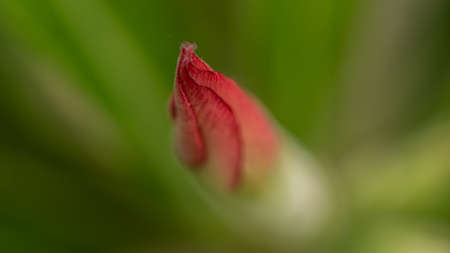 close up of a flower bud macro background.の写真素材