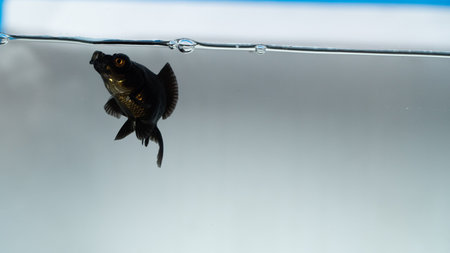 Black goldfish swims in the water, close-up.の写真素材