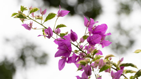 Purple bougainvillea flowers blooming in the garden