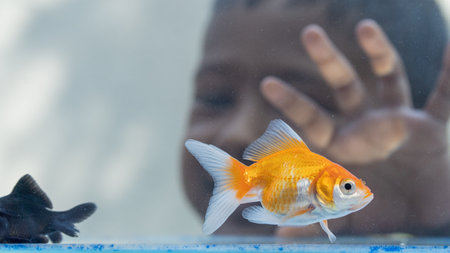 Little boy playing with a goldfish in the aquarium at home.の写真素材