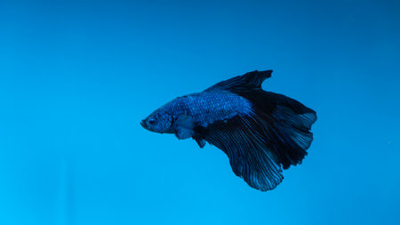 Capture the moving moment of blue siamese fighting fish isolated on blue background. Betta fish.の写真素材