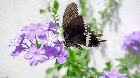butterfly on purple flowers in the garden with white wall backgroundの写真素材
