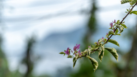 Close up of bougainvillea flower with blurred background.の写真素材