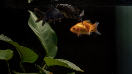Dark Aquatic Symphony: Goldfish in a Black Aquarium with Lush Plantの写真素材
