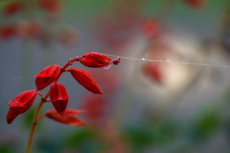 Red flowers with dew drops on a blurred background of green leaves