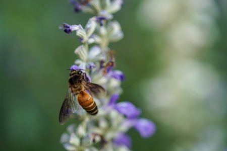 Bee on lavender flower. Shallow depth of field. Selective focus.の写真素材
