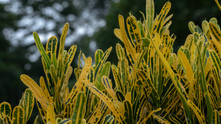 Close up of yellow and green croton plants in the garden.の写真素材