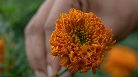 Beautiful marigold flower in hand, close up shot.