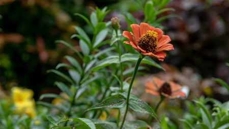 Zinnia elegans is a genus of flowering plants in the sunflower family Asteraceae.の写真素材