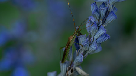 Close up of a grasshopper on a lavender flower.の写真素材