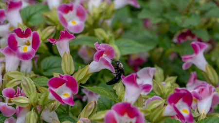 Bumblebee on a flower. Shallow depth of field.