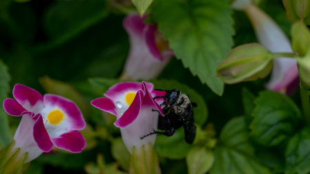 The Carpenter bee on a flower. Selective focus. Shallow depth of field.の写真素材