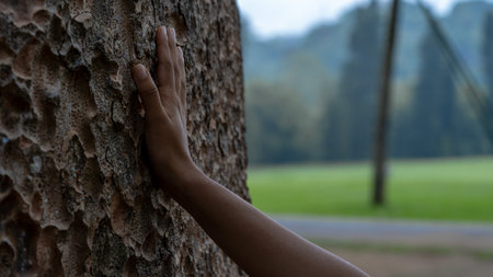 Hands of a young woman reaching for a tree in a parkの写真素材
