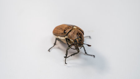 Brown Beetle on a white background, close-up, macro