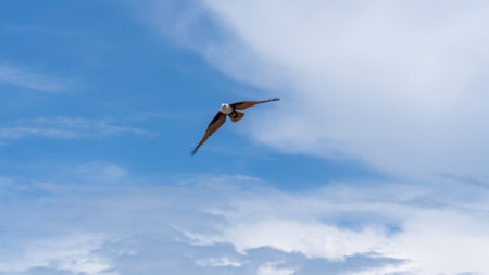 Bird flying in the blue sky with white clouds on the background.