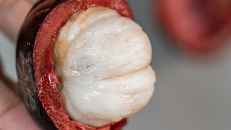 Close up of a mangosteen fruit on a isolated gray table.の写真素材