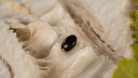 Nature's Goodness: Close up Green Soursop, Annona Muricata with seed.の写真素材