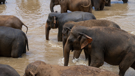 Asian elephants in Pinnawala Orphanage, Sri Lankaの写真素材