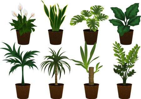 set of green indoor plants in basketのイラスト素材