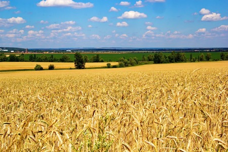 Wheat field in Samara region.の写真素材