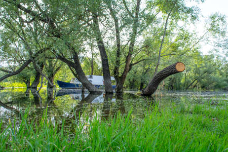 Tree in front of the boatの写真素材