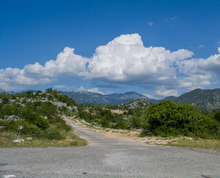 Road surrounded by greenの写真素材