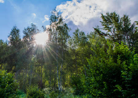 Sunlight coming through treesの写真素材