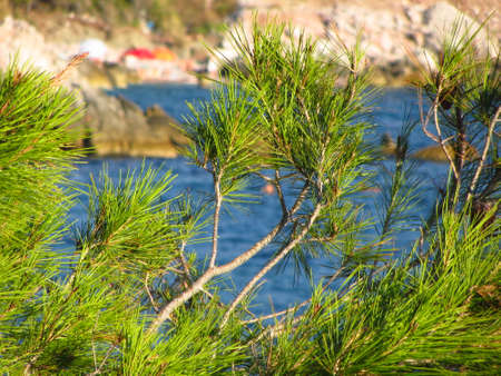 Mediteran nature focused - green and blueの写真素材