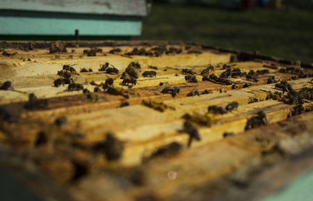 Bees in a beehive