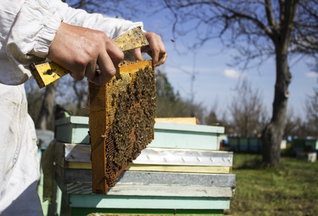 The bee-keeper gets honey