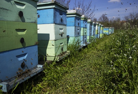 beehivesの写真素材