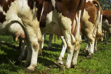 droppingsの写真素材