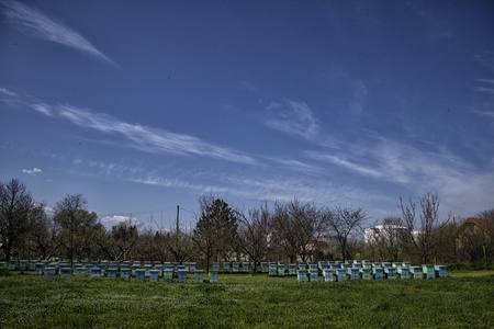 apiary