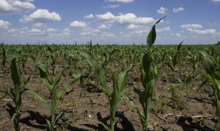 corn field