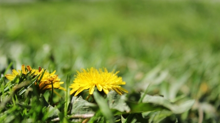 dandelionの写真素材