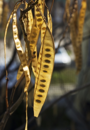 leafsの写真素材
