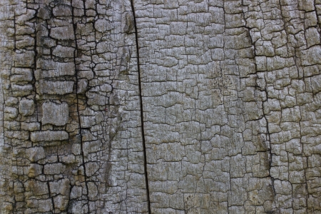 crust textureの写真素材