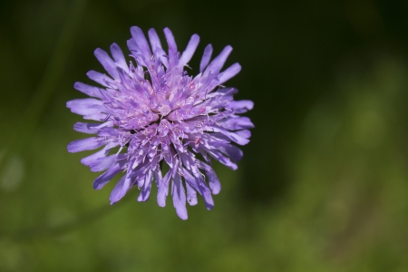 wild flowerの写真素材