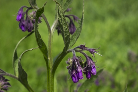 wild flowerの写真素材